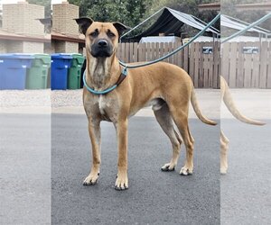 Small Black Mouth Cur-Great Dane Mix