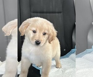 Spanador Dogs for adoption in Dana Point, CA, USA