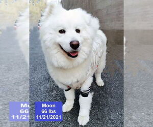 Samoyed Dogs for adoption in West Hollywood, CA, USA