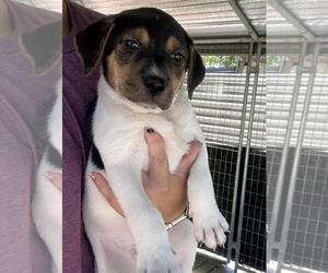 Labrador Retriever-Unknown Mix Dogs for adoption in Yardley, PA, USA
