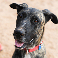 Great Dane Dogs for adoption in Kanab, UT, USA