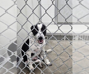 Mutt Dogs for adoption in Temple, TX, USA
