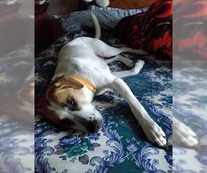 Medium Photo #1 Labrador Retriever-Unknown Mix Puppy For Sale in Mt. Laurel, NJ, USA