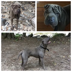 Chinese Shar-Pei-Unknown Mix Dogs for adoption in Hope, British Columbia, Canada