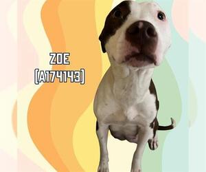 American Pit Bull Terrier-Unknown Mix Dogs for adoption in Tulsa, OK, USA