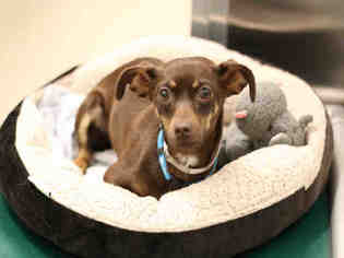 Chipin Dogs for adoption in Denver, CO, USA