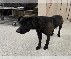 Labrador Retriever-Unknown Mix Dogs for adoption in Conroe, TX, USA