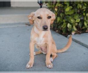 Doxle Dogs for adoption in El Cajon, CA, USA