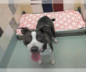American Pit Bull Terrier Dogs for adoption in Plano, TX, USA