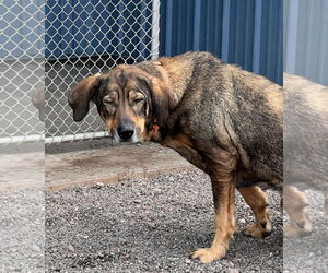 German Shepherd Dog-Unknown Mix Dogs for adoption in Webster, WI, USA