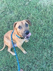 Small Labrador Retriever Mix