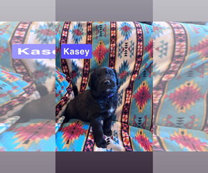 Labrador Retriever-Unknown Mix Dogs for adoption in Duluth, MN, USA