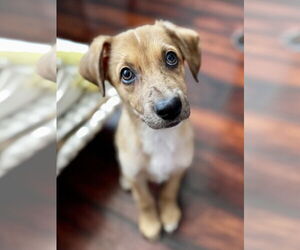 Mutt Dogs for adoption in Newport Beach, CA, USA