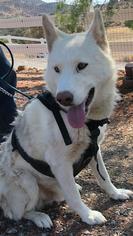 Siberian Husky Dogs for adoption in West Hollywood, CA, USA