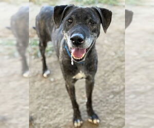 Labrador Retriever-Unknown Mix Dogs for adoption in Riverside, CA, USA