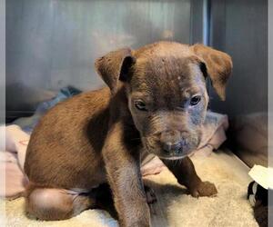 Mutt Dogs for adoption in Downey, CA, USA