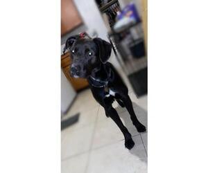 Labrador Retriever Dogs for adoption in Miami, FL, USA