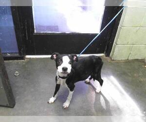 Boston Terrier-Unknown Mix Dogs for adoption in Tulsa, OK, USA