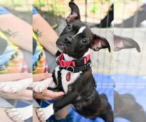 Boston Terrier-Jack Russell Terrier Mix Dogs for adoption in Wakefield, RI, USA