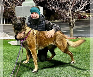 German Shepherd Dog-Unknown Mix Dogs for adoption in Imlay City, MI, USA