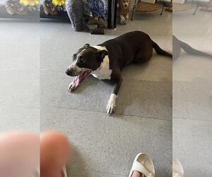 Mutt Dogs for adoption in San Antonio, TX, USA