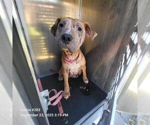 Bulldog-Unknown Mix Dogs for adoption in San Antonio, TX, USA