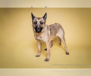 Mutt Dogs for adoption in Corona, CA, USA