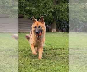 German Shepherd Dog Dogs for adoption in Kankakee, IL, USA