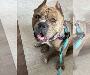 Bulldog-Unknown Mix Dogs for adoption in Berkeley, CA, USA
