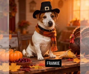 Jack Russell Terrier-Unknown Mix Dogs for adoption in Westwood, NJ, USA
