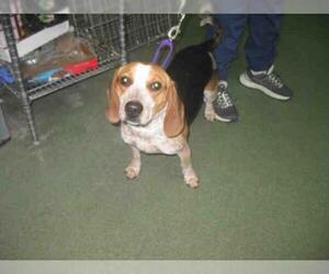 Beagle Dogs for adoption in Santa Fe, NM, USA