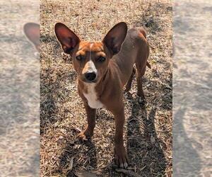 Chihuahua-Unknown Mix Dogs for adoption in San Antonio, TX, USA