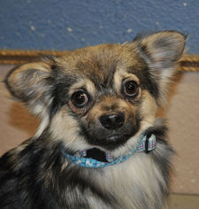 Chiranian Dogs for adoption in Prosser, WA, USA