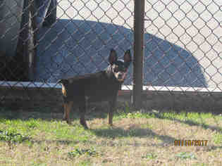 Miniature Pinscher Dogs for adoption in Grovetown, GA, USA