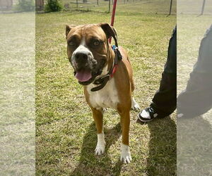 Boxer Dogs for adoption in Dumont, NJ, USA