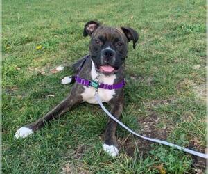 Boxer Dogs for adoption in San Jose, CA, USA