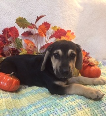 Medium Photo #1 Basset Hound-German Shepherd Dog Mix Puppy For Sale in Rockaway, NJ, USA