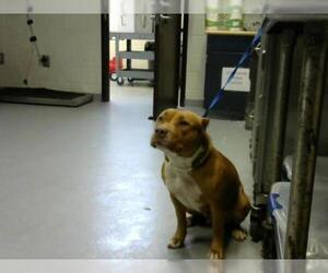 American Pit Bull Terrier Dogs for adoption in Fayetteville, NC, USA