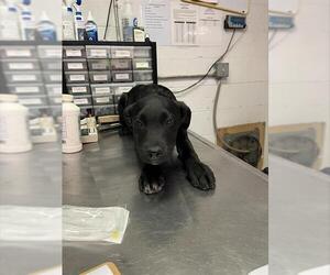 Labrador Retriever-Unknown Mix Dogs for adoption in San Andreas, CA, USA