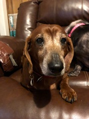 Dachshund Dogs for adoption in Cookeville , TN, USA