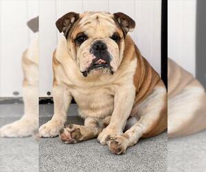 Bulldog Dogs for adoption in Woodland, CA, USA