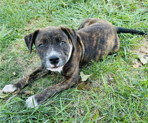 American Pit Bull Terrier-Unknown Mix Dogs for adoption in Germantown, OH, USA