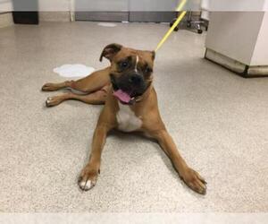 Boxer Dogs for adoption in Riverside, CA, USA