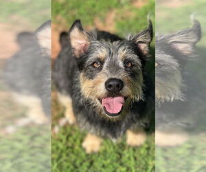 Norwich Terrier-Unknown Mix Dogs for adoption in Lakemont, GA, USA
