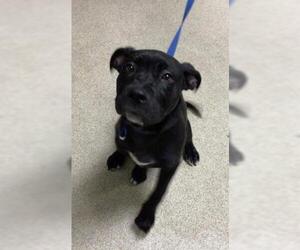 American Pit Bull Terrier Dogs for adoption in Riverside, CA, USA