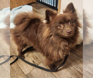 Pomeranian Dogs for adoption in Walnutport, PA, USA