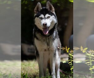 Siberian Husky Dogs for adoption in Fruit Heights, UT, USA