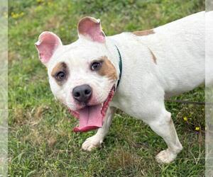 American Pit Bull Terrier Dogs for adoption in Virginia Beach, VA, USA