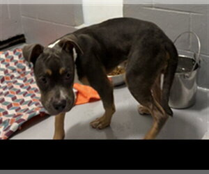 Mutt Dogs for adoption in Augusta, GA, USA