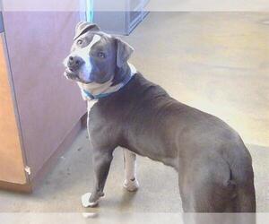 Labrador Retriever-Unknown Mix Dogs for adoption in Sacramento, CA, USA